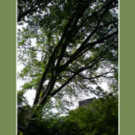 Sandra Tree in Central Park