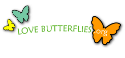 Love Butterflies