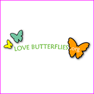 Love Butterflies