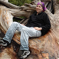 The Redwoods